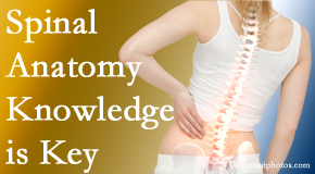 Chiropractic Spine Sports And Rehabilitation knows spinal anatomy well – a benefit to everyday chiropractic practice!
