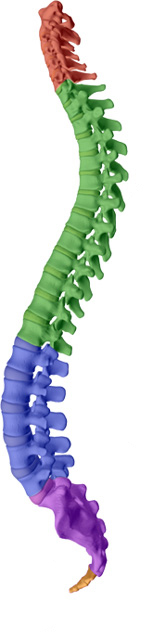 Chiropractic Spine Sports And Rehabilitation aims to help maintain or attain a healthy spine with healthy discs with Tonawanda chiropractic care.