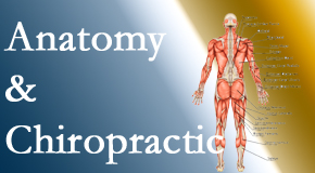 Chiropractic Spine Sports And Rehabilitation confidently delivers chiropractic care based on knowledge of anatomy to diagnose and treat spine related pain.