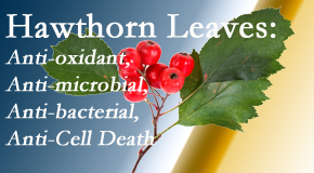 Chiropractic Spine Sports And Rehabilitation shares new research regarding the flavonoids of the hawthorn tree leaves’ extract that are antioxidant, antibacterial, antimicrobial and anti-cell death. 