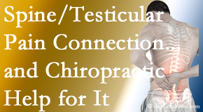 Chiropractic Spine Sports And Rehabilitation shares recent research on the connection of testicular pain to the spine and how chiropractic care helps its relief.