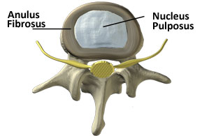 Picture of spinal disc cross section