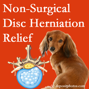 Often, the Tonawanda disc herniation treatment at Chiropractic Spine Sports And Rehabilitation effectively reduces back pain for those with disc herniation. (Veterinarians treat dachshunds’ discs conservatively, too!) 