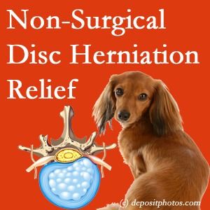 Often, the Tonawanda disc herniation treatment at Chiropractic Spine Sports And Rehabilitation effectively reduces back pain for those with disc herniation. (Veterinarians treat dachshunds’ discs conservatively, too!)