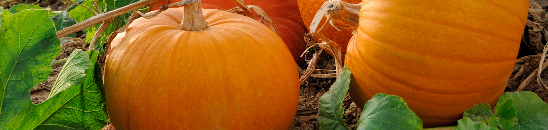 Tonawanda Pumpkin Leaves’ help for degenerated discs